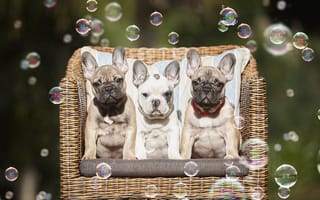 Картинка собаки, щенки, поза, уши, диван, диванчик, мыльные пузыри, малыши, лето, природа, щенок, взгляд, кресло, белые, три, скамейка
