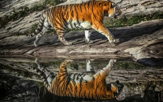 Картинка хищник, тигр, отражение
