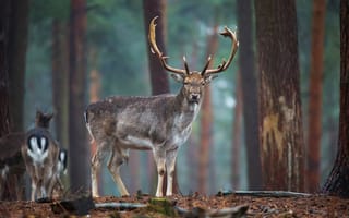 Картинка лес, взгляд, поза, парк, природа, морда, деревья