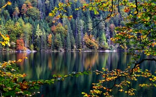 Картинка склон, деревья, лес, ветка, река, листья, осень
