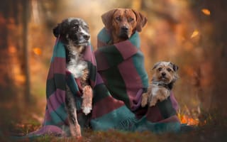 Картинка осень, трио, собаки, друзья