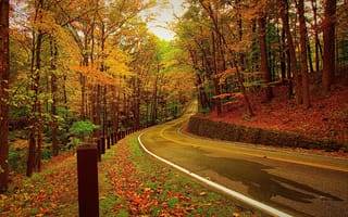 Картинка осень, природа, деревья, лес, дорога, листья