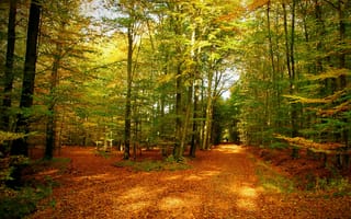 Картинка осень, природа, деревья, листья, лес, тропа