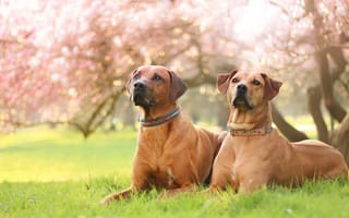 Картинка собаки, настроение, взгляд, природа, ошейник, портрет, весна, поза, парк, свет, пара, газон, трава, цветы, сад