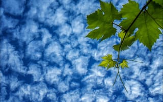 Картинка небо, ветка, листья, виноград, облака