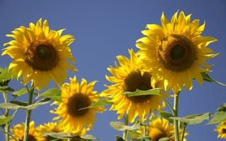 Картинка солнце, подсолнухи, поле подсолнухов, цветы, желтые лепестки, лепестки, подсолнух, flowers