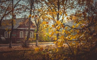 Картинка осень, россия, листья, жёлтый, дом, деревья, деревенское, деревня, желтый