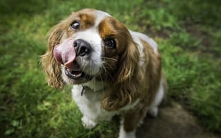 Картинка собака, язык, трава, морда, природа