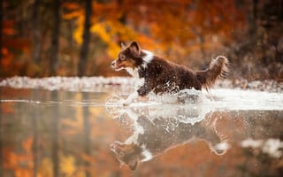Обои бег, брызги, собака, вода