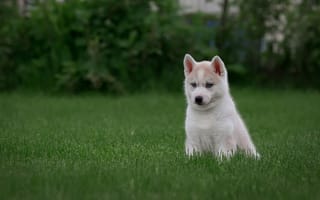 Обои белый, зеленый, собака, газон, сидит, хаски, малыш, парк, трава, взгляд, поза, кусты, щенок, природа, мордашка
