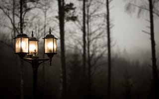 Обои фонарь, природа, туман, пасмурно, деревья, свет
