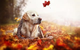 Картинка Золотой ретривер, листья, природа, шарф, собака, осень