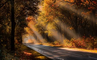 Картинка дорога, лес, свет, осень, утро