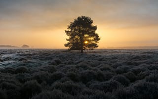Картинка поле, ночь, туман, дерево, природа