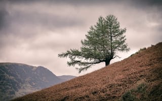 Картинка England, Lake District, Buttermere, United Kingdom, Lone Tree