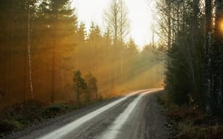 Картинка утро, туман, лес, природа, дорога