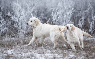 Картинка зима, парочка, снег, поляна, собаки, природа, иней, поза, две, бег, игра, щенки, ветки, пара, трава, белые