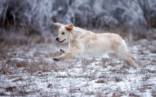 Картинка зима, лабрадор, прогулка, бег, собака, иней, трава, природа, лапы, белый, прыжок, поза, снег, щенок, уши