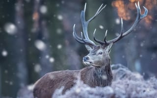 Картинка зима, боке, рога, снегопад, природа, олень