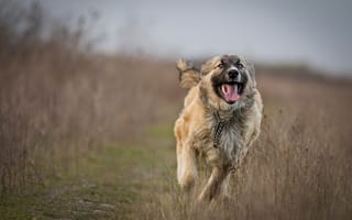 Картинка бег, собака, поле