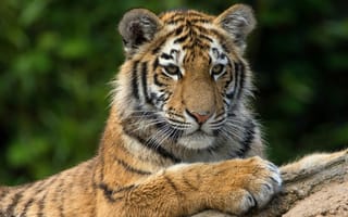 Картинка кошка, тигрёнок, тигр, дикая кошка, тигренок, лапы, портрет, лежит, дикая природа, подросток, морда