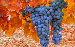 Картинка осень, виноград, гроздь