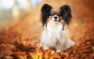 Картинка осень, папийон, щенок, милашка, поза, листва, взгляд, размытый, мордашка, листья, собака, сидит, малышка, собачка, декоративная