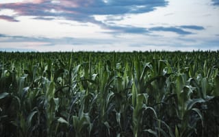 Картинка поле, лето, corn, небо, вечер, кукуруза