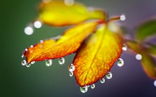 Картинка drops, nature, природа, капли, листья, дождь, autumn, осень, rain, leaves