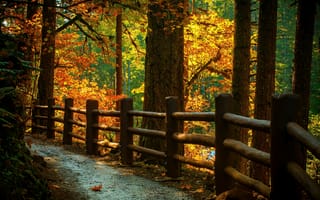 Картинка nature, гора, road, leaves, autumn, fall, trees, colorful, colors, природа, осень, mountain, дорога, листья, path, walk
