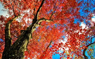 Картинка небо, крона, осень, листья, ствол, дерево