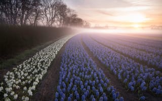 Картинка поле, деревья, утро, рассвет, плантация, туман, гиацинты, Нидерланды, цветы