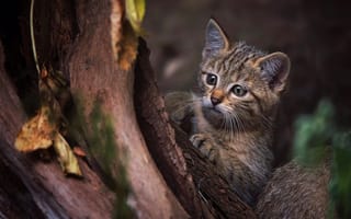 Обои кошка, кора, дерево, поза, листья, дикий, европейский, морда, темный, малыш, котенок, природа, котёнок, лапки, лесной, лесной кот, взгляд, ствол
