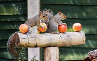 Картинка зеленый, серый, две, белка, яблоки, дома, доски