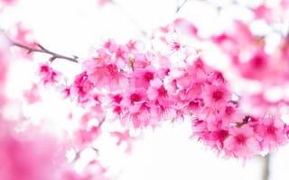 Картинка ветки, pink, весна, bloom, blossom, sakura, сакура, spring, cherry, цветение