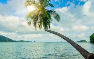 Картинка море, лето, summer, palms, beautiful, солнце, пляж, пальмы, берег, seascape, небо, sea, beach, tropical, paradise
