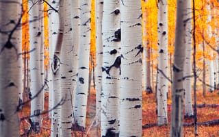 Картинка Аспен, листья, Колорадо, осина, осень, США, роща, лес