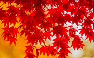Картинка ветка, осень, листья, багрянец