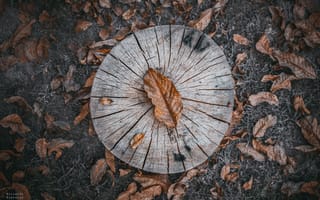 Картинка abstract, wooden, old, time, nature, orange, autumn, wood, texture, art, tree, timber, forest, ring, pattern, paper