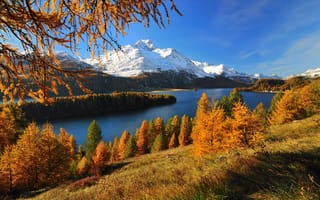 Картинка Швейцария, осень, Silsersee, ледник, горы, лес, озеро