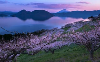 Картинка озеро, Япония, сакура, сад, вулкан