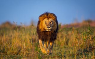 Картинка лев, прогулка, Кения, Африка