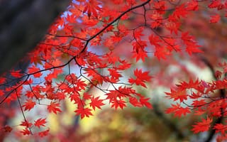 Картинка дерево, осень, багрянец, листья, ветка, клен