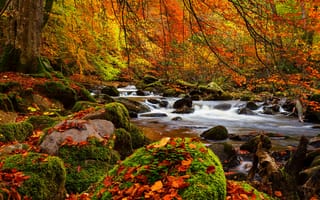 Картинка Природа, forest, деревья, autumn, landscape, river, trees, лес, пейзаж, nature, scenery, view, осен
