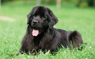 Картинка собака, черный, трава, Ньюфаундленд, язык, водолаз