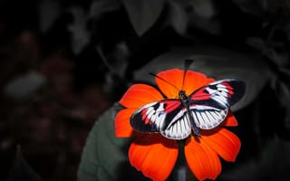 Картинка цветок, насекомое, бабочка, крылья, лепестки