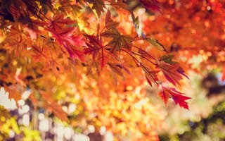 Картинка дерево, природа, боке, красные, оранжевые, листья, желтые, осень