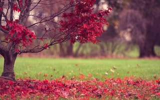 Картинка дерево, трава, природа, осень, листья, красные