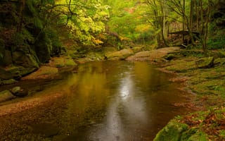 Картинка лес, река, деревья, камни, осень, заросли