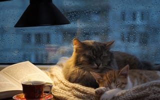 Картинка осень, сон, дуэт, отдых, два, серый, чай, дождь, за окном, лампа, тепло, два кота, уют, пара, шарф, комната, окно, кот, вязаный, парочка, коты, рыжий, спят, две кошки, сумерки, светильник, кошки, вместе, книга, стекло, чашка, капли, кошка, дом, котёнок, котенок, вечер, домашние, питомцы